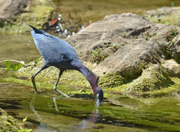 Image of Little Blue Heron