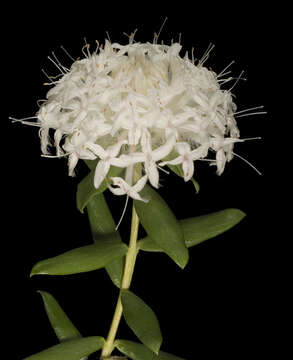 Image of Pimelea ciliata B. L. Rye