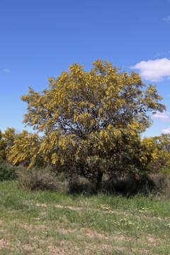 Image of orange wattle