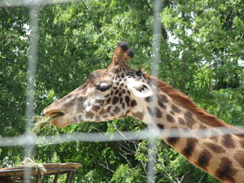 Plancia ëd Giraffa camelopardalis (Linnaeus 1758)