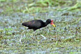 Image of Wattled Jacana