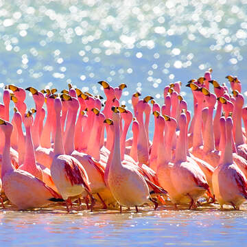 Image of James's Flamingo