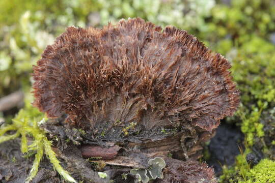 Image de Thelephora terrestris Ehrh. 1787