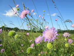 Слика од Knautia arvensis (L.) Coulter