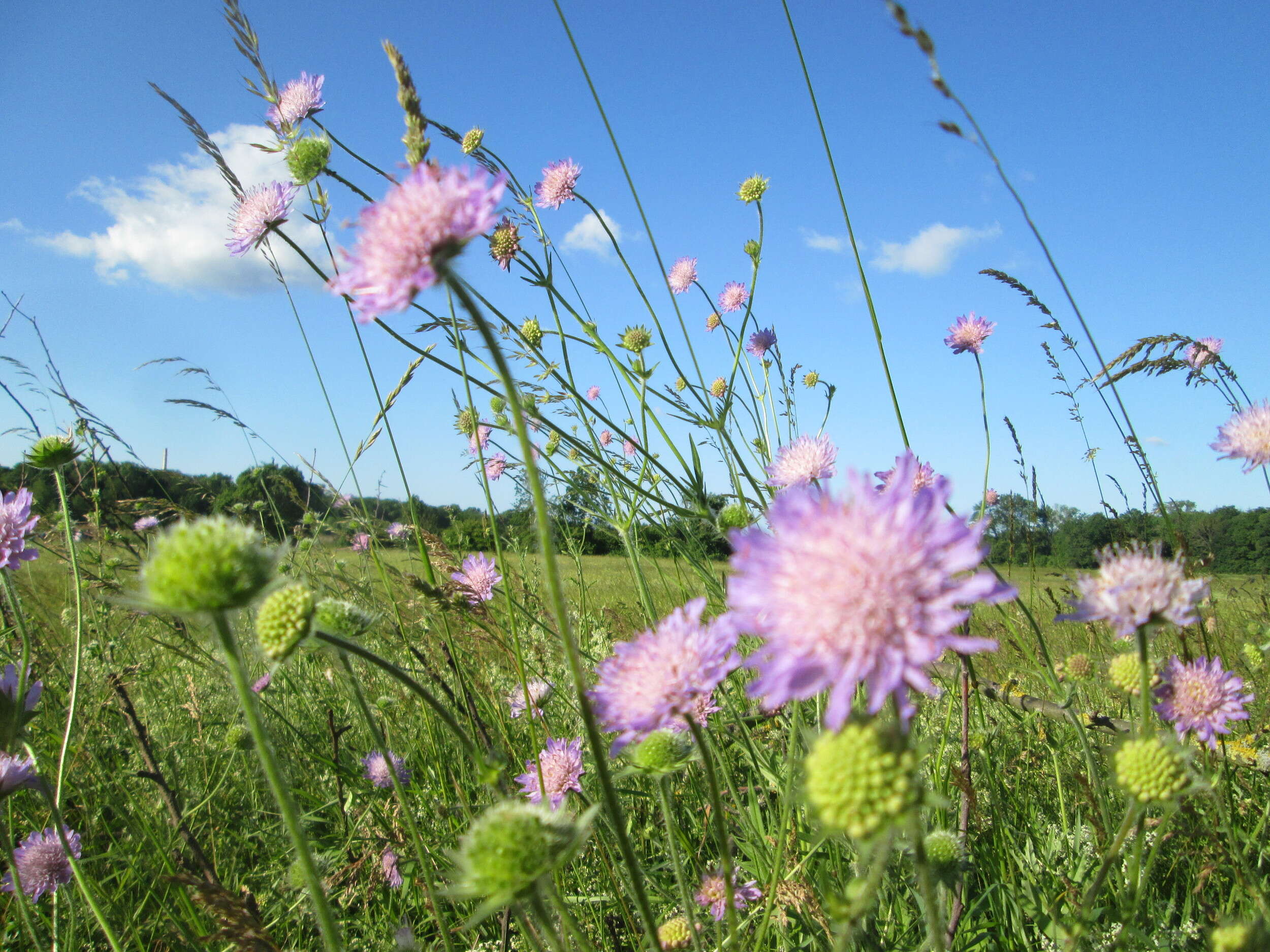 Слика од Knautia arvensis (L.) Coulter