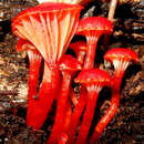 Image of Hygrocybe lanecovensis A. M. Young 1999