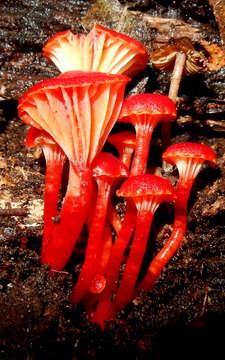 Sivun Hygrocybe lanecovensis A. M. Young 1999 kuva