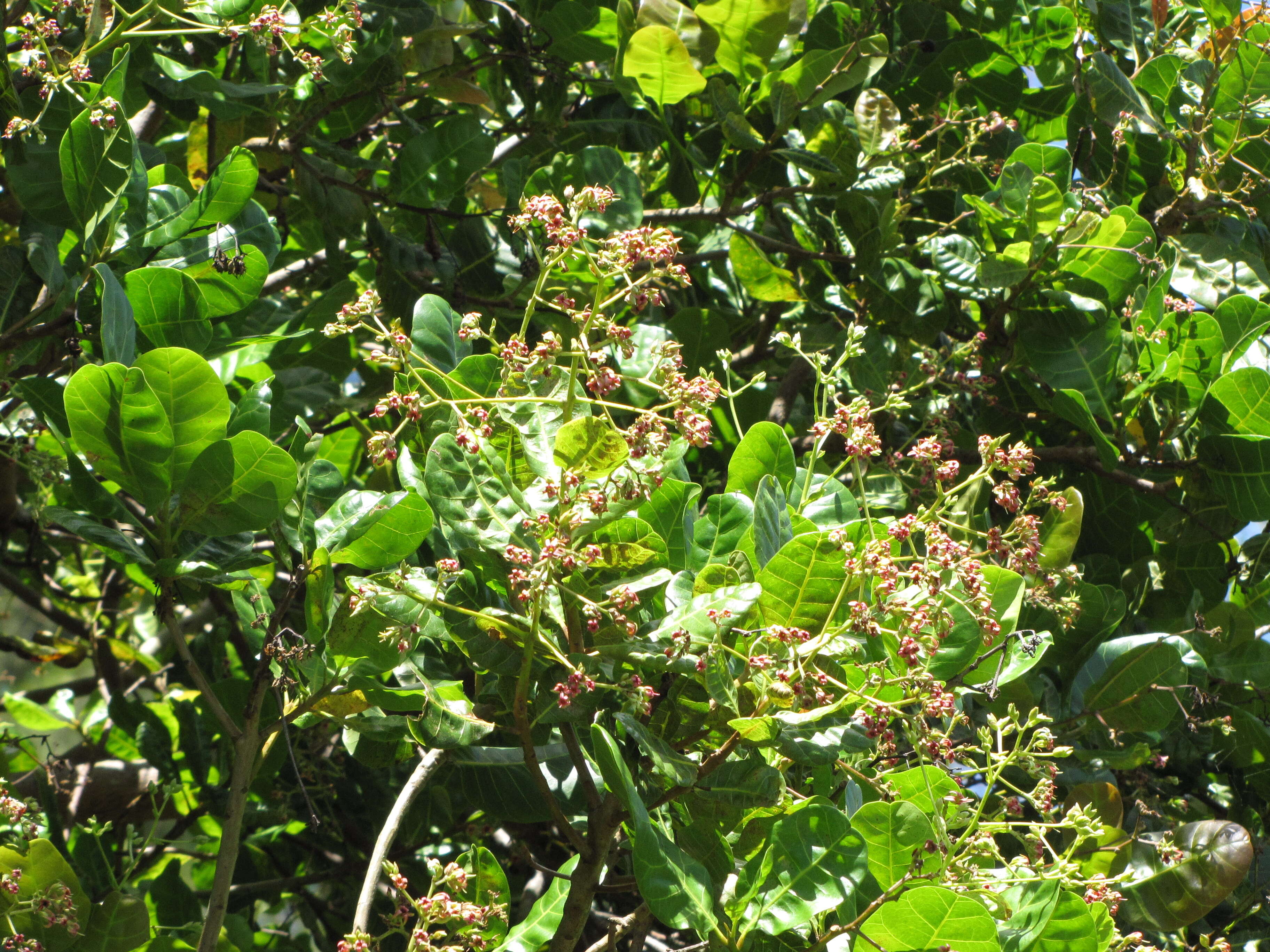 Image of cashew