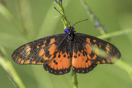 Image of Acraea zetes Linnaeus 1758