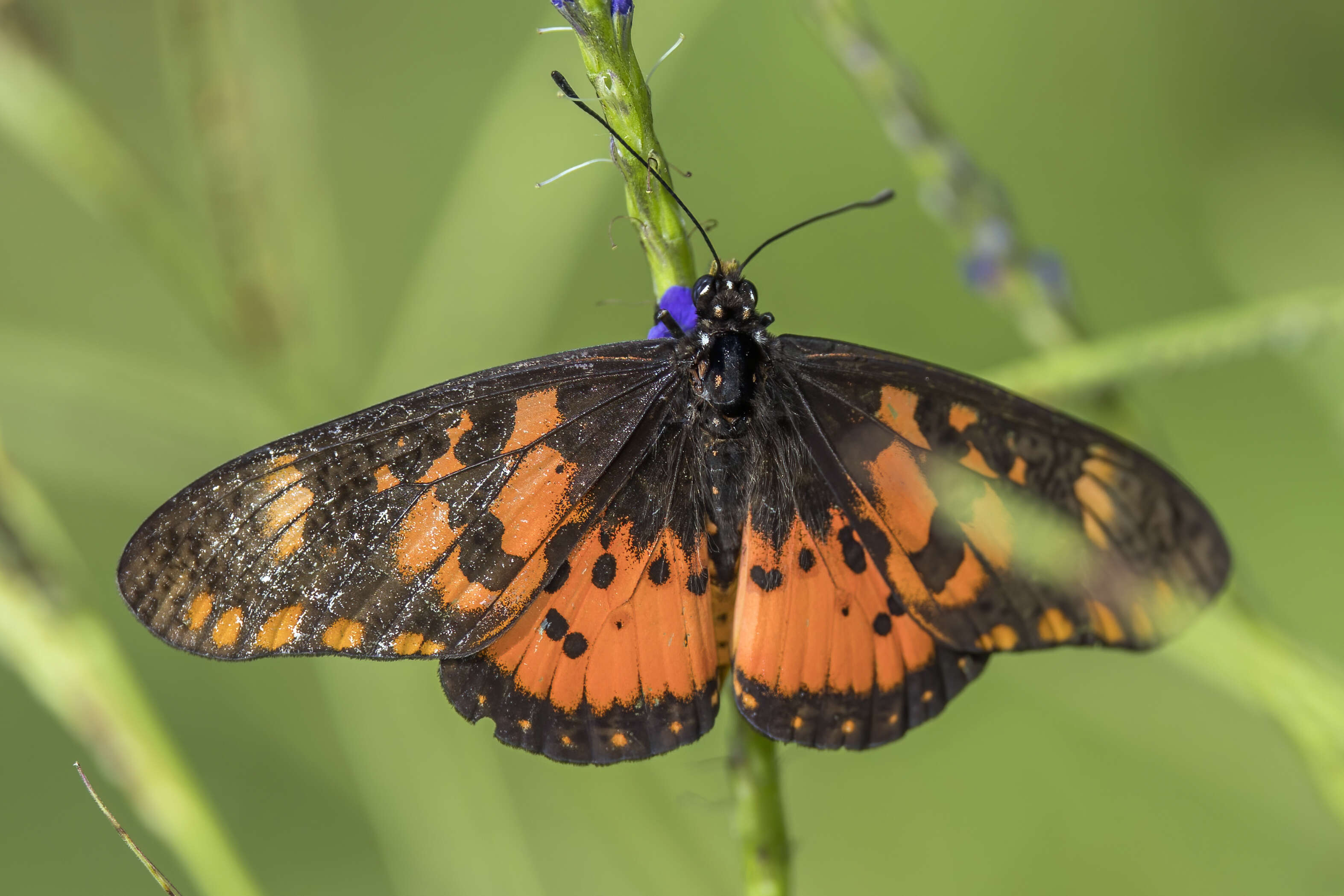 Image of Acraea zetes Linnaeus 1758