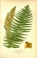 Image of ostrich fern