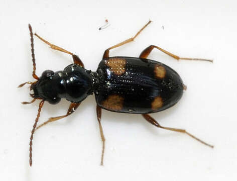 Image of Bembidion (Bembidion) quadrimaculatum (Linnaeus 1760)