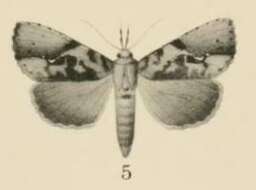 Meliaba Walker 1859 resmi