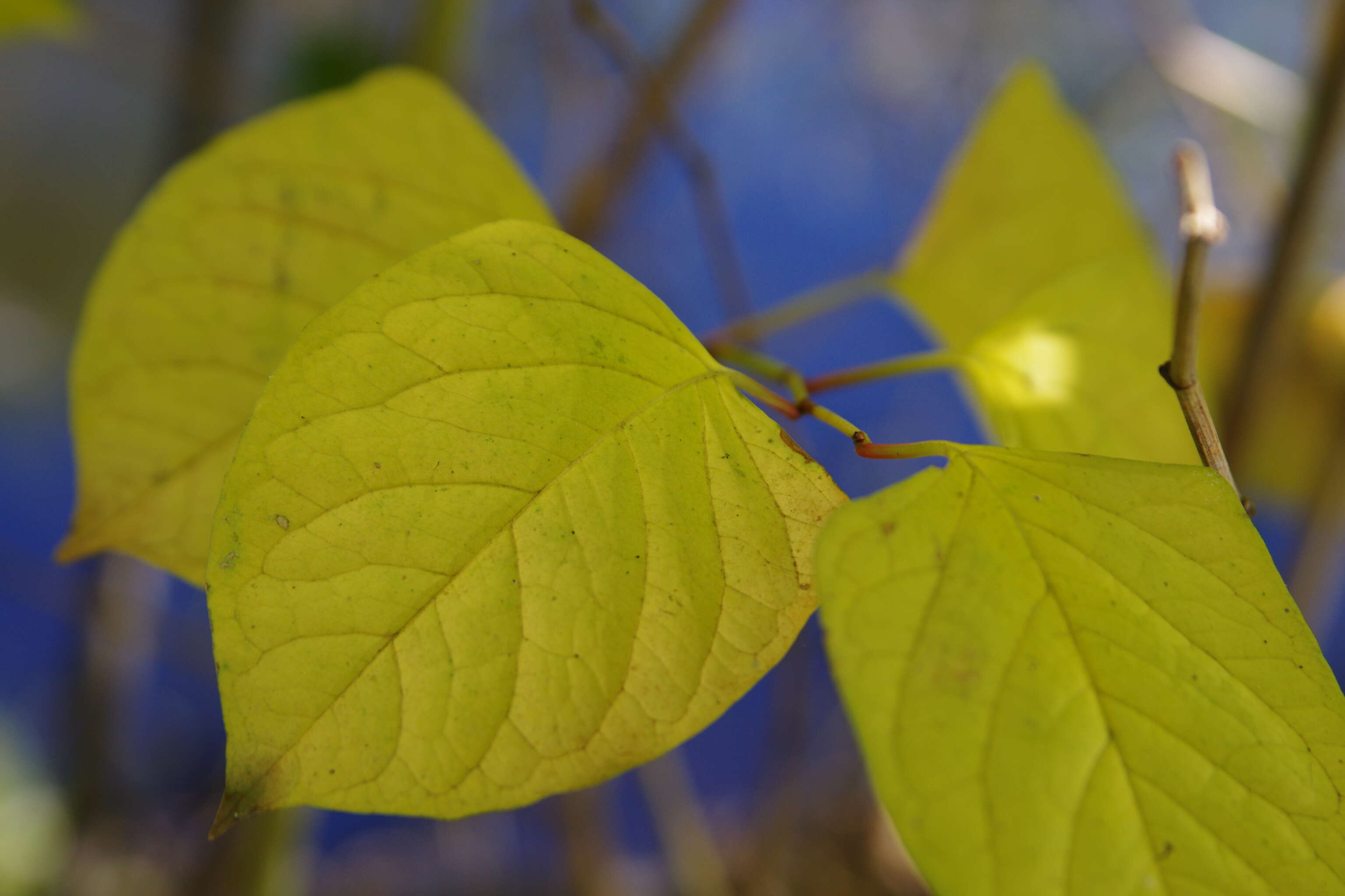 Image of Japanese Knotweed