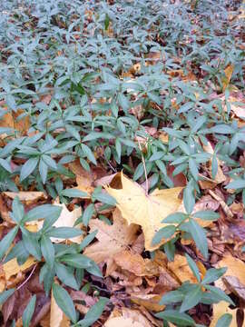 Image of Common Periwinkle