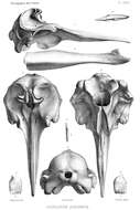 Imagem de Mesoplodon europaeus (Gervais 1855)