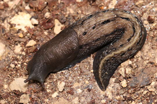 Limax Linnaeus 1758 resmi