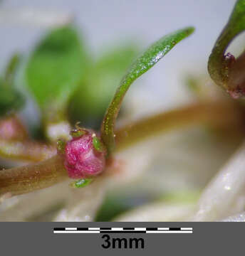 Image of eight-stamened waterwort