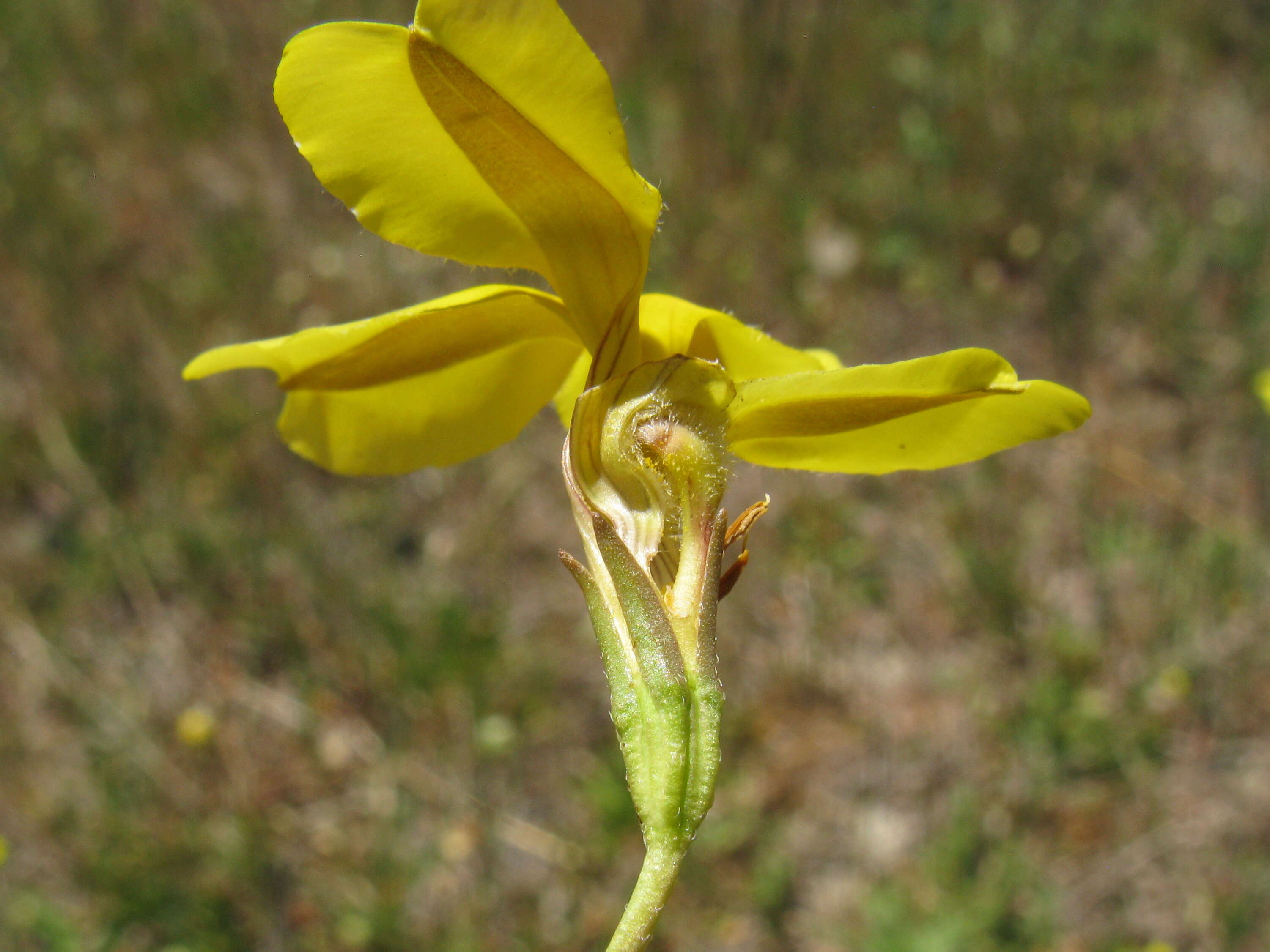 Image of Goodenia pinnatifida Schltdl.