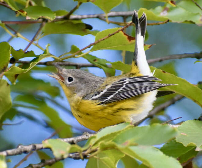 Image of Magnolia Warbler