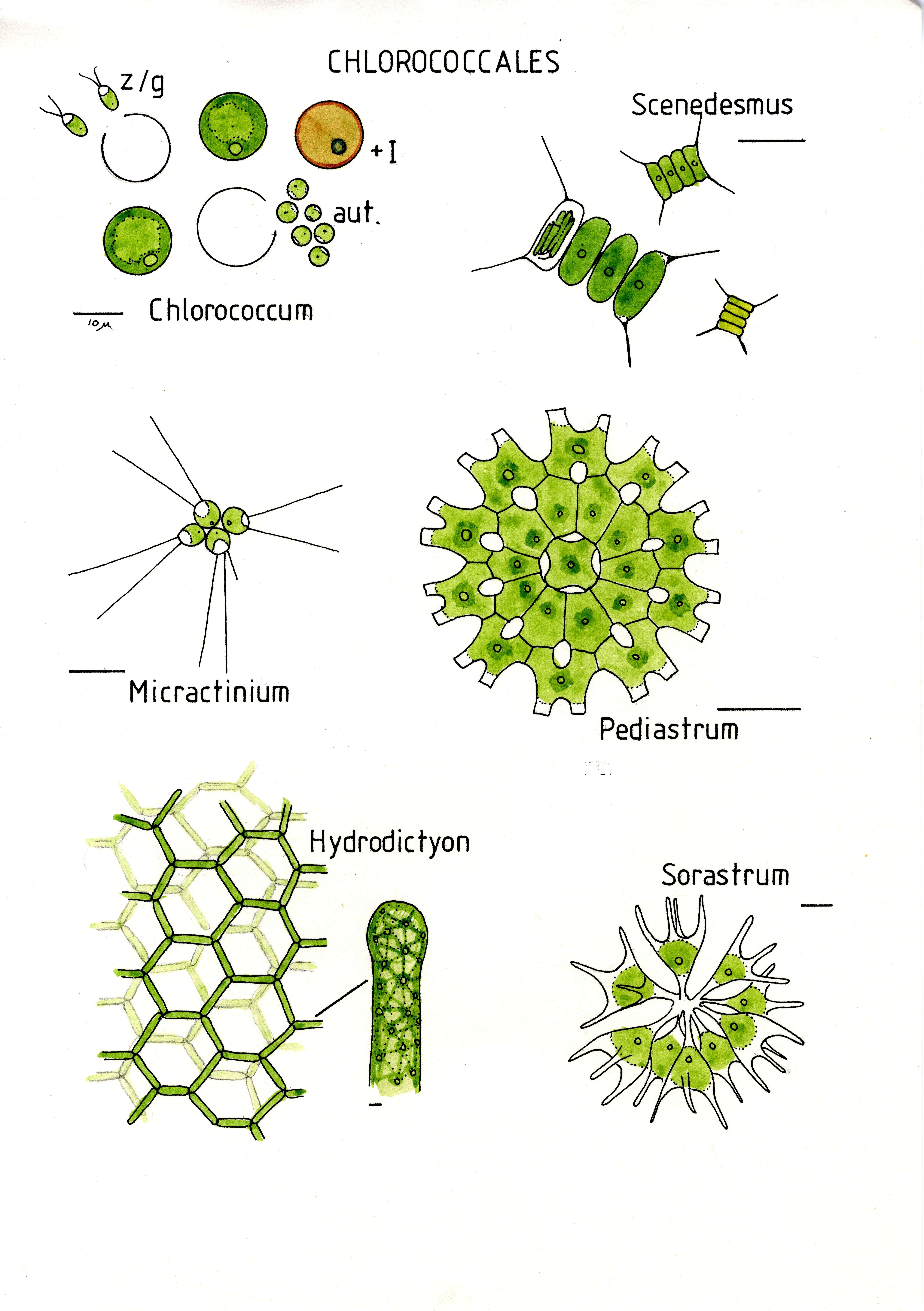 Image of Chlamydomonadales