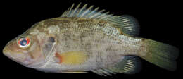 Image of Roanoke Bass