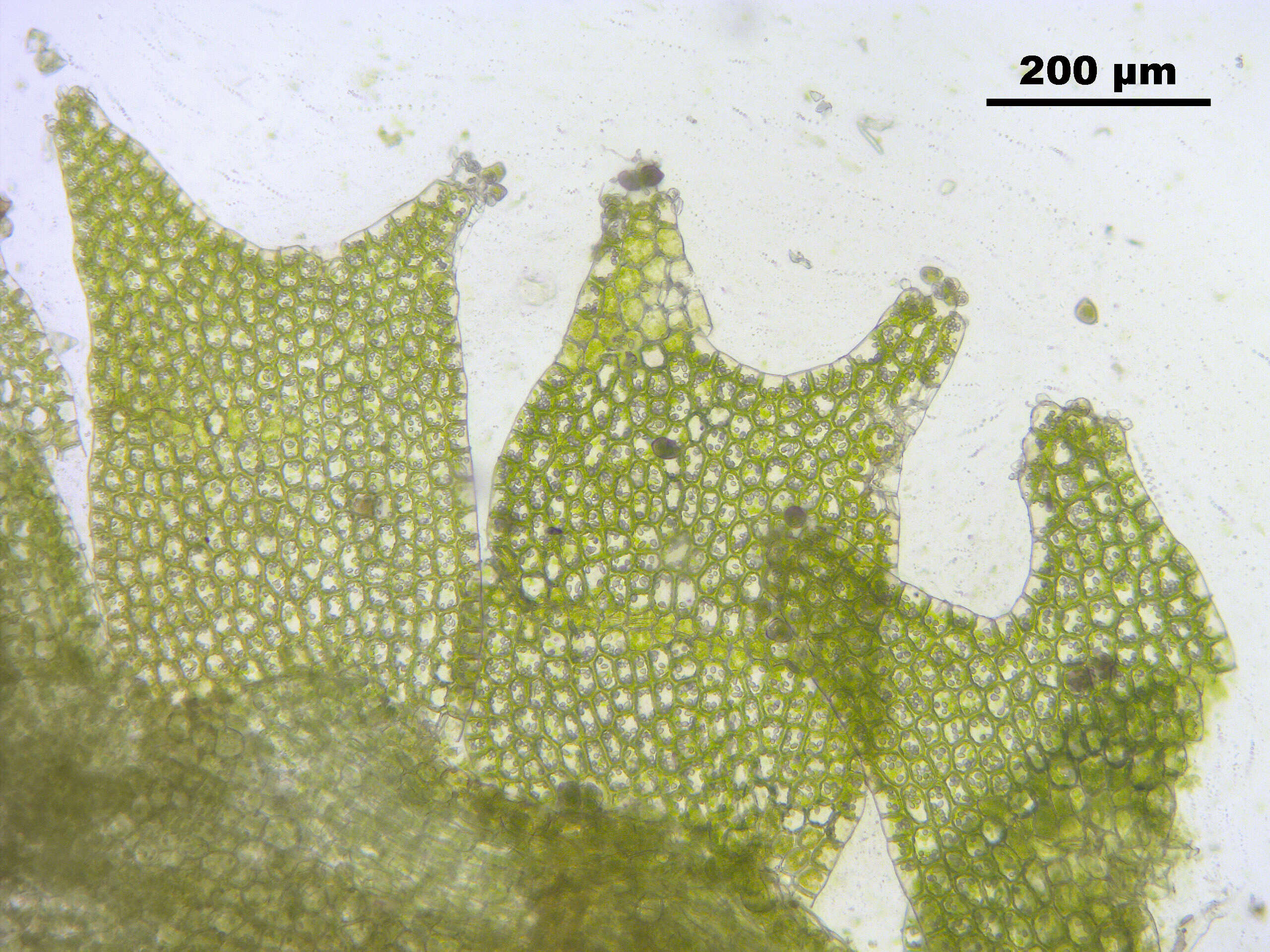 Image of Lophoziopsis longidens (Lindb.) Konstant. & Vilnet
