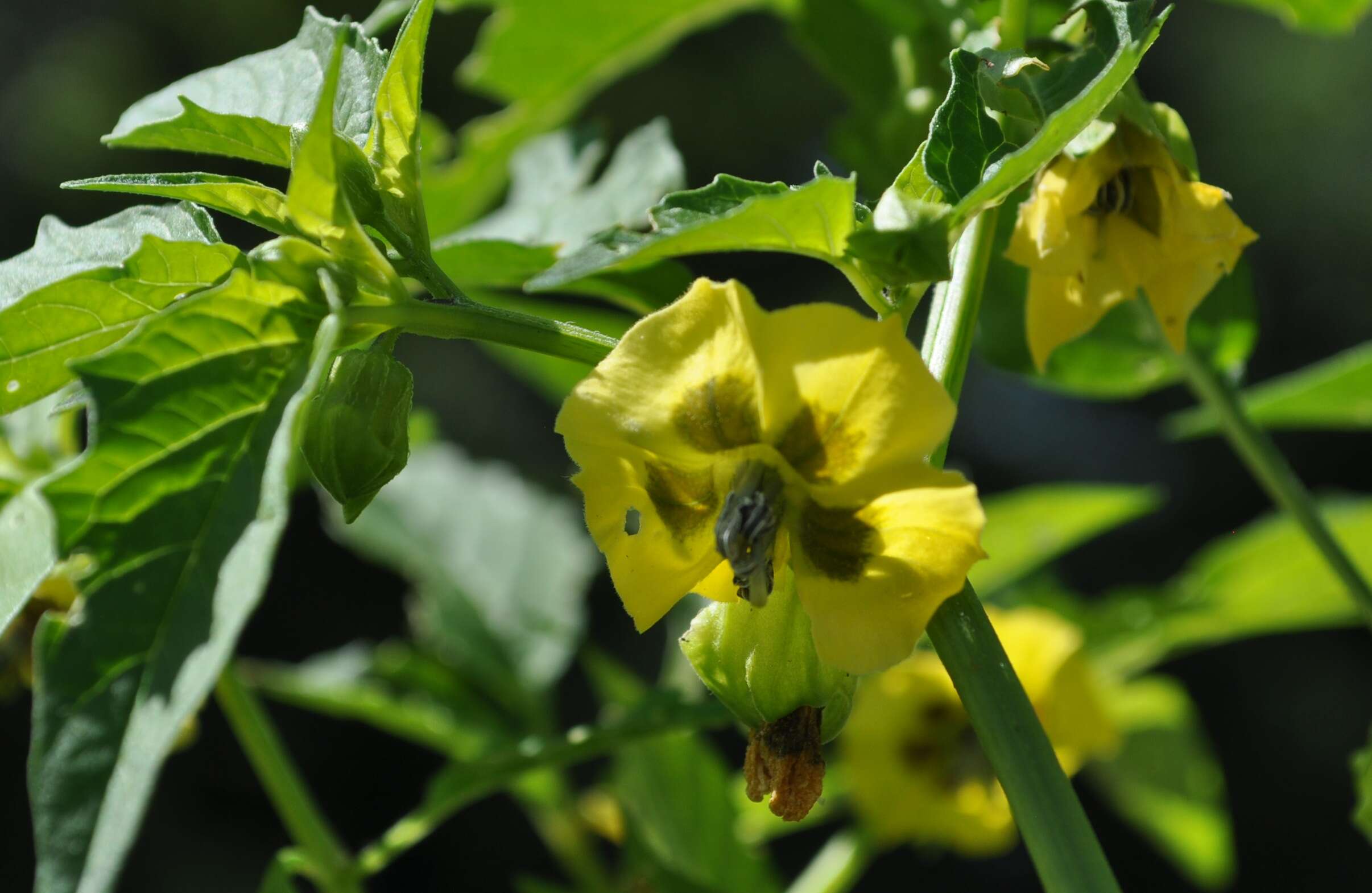 Physalis longifolia Nutt. resmi