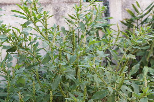 Image of tropical pokeweed