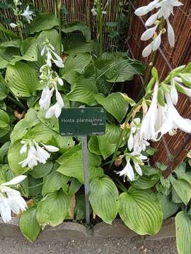 Image de Hosta plantaginea (Lam.) Asch.