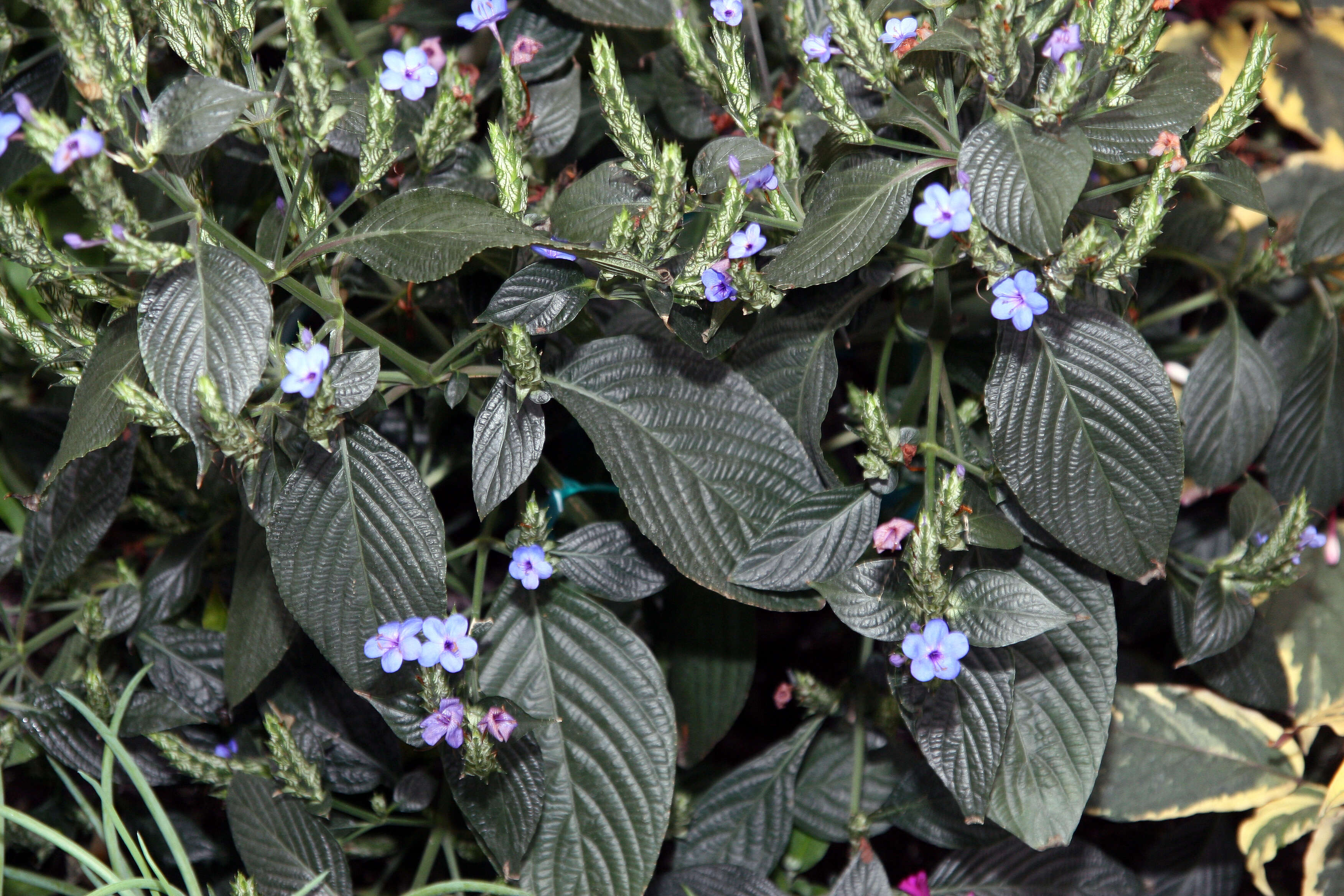 Image de Eranthemum pulchellum Andr.