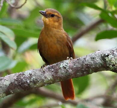 Image of Planalto Foliage-gleaner