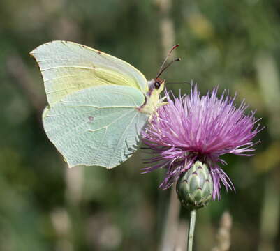 Image of Gonepteryx cleopatra (Linnaeus 1767)