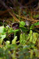 Image of Big red spider orchid