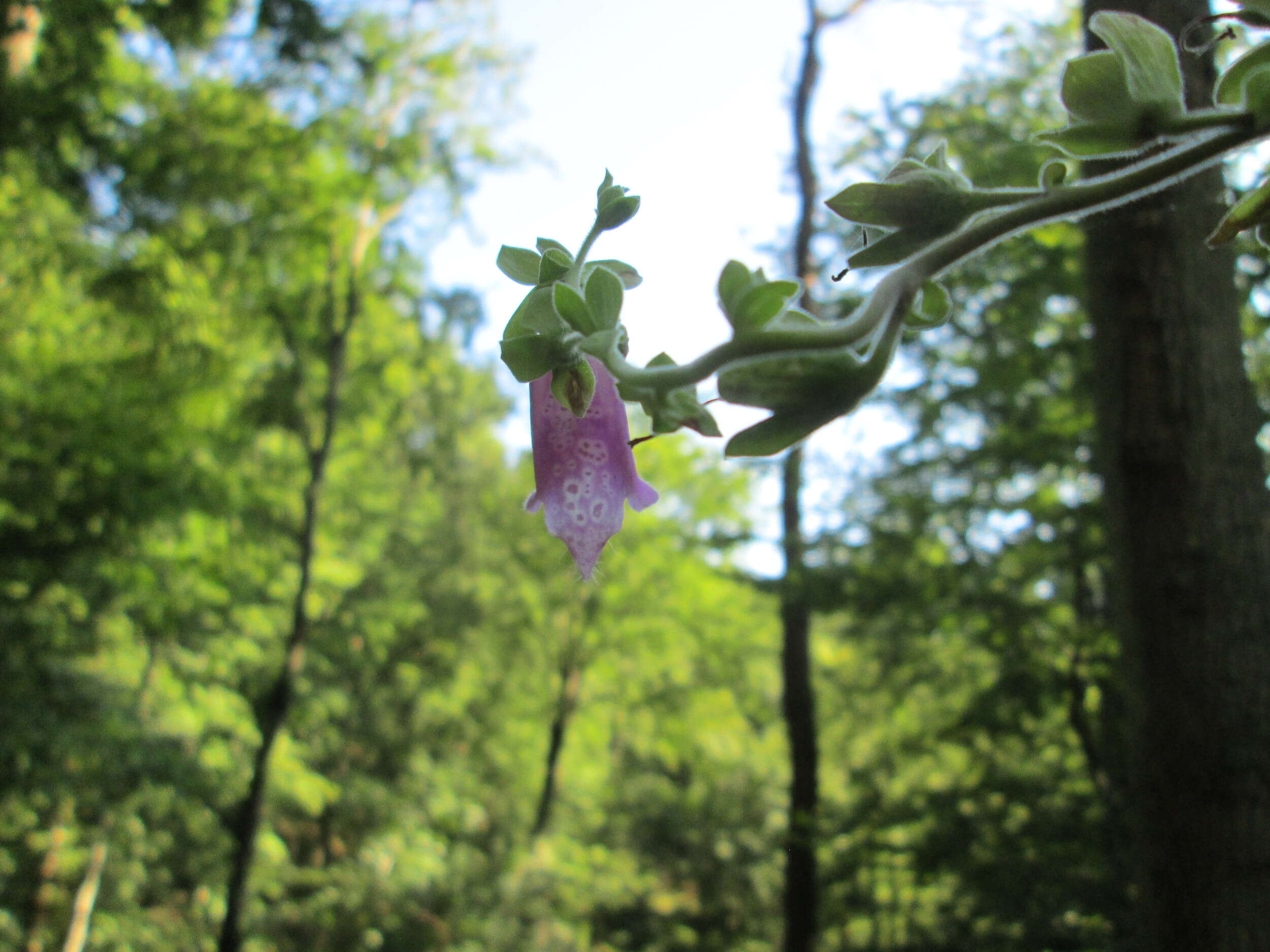 Imagem de Digitalis purpurea L.