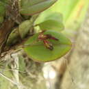 Imagem de Acianthera agathophylla (Rchb. fil.) Pridgeon & M. W. Chase