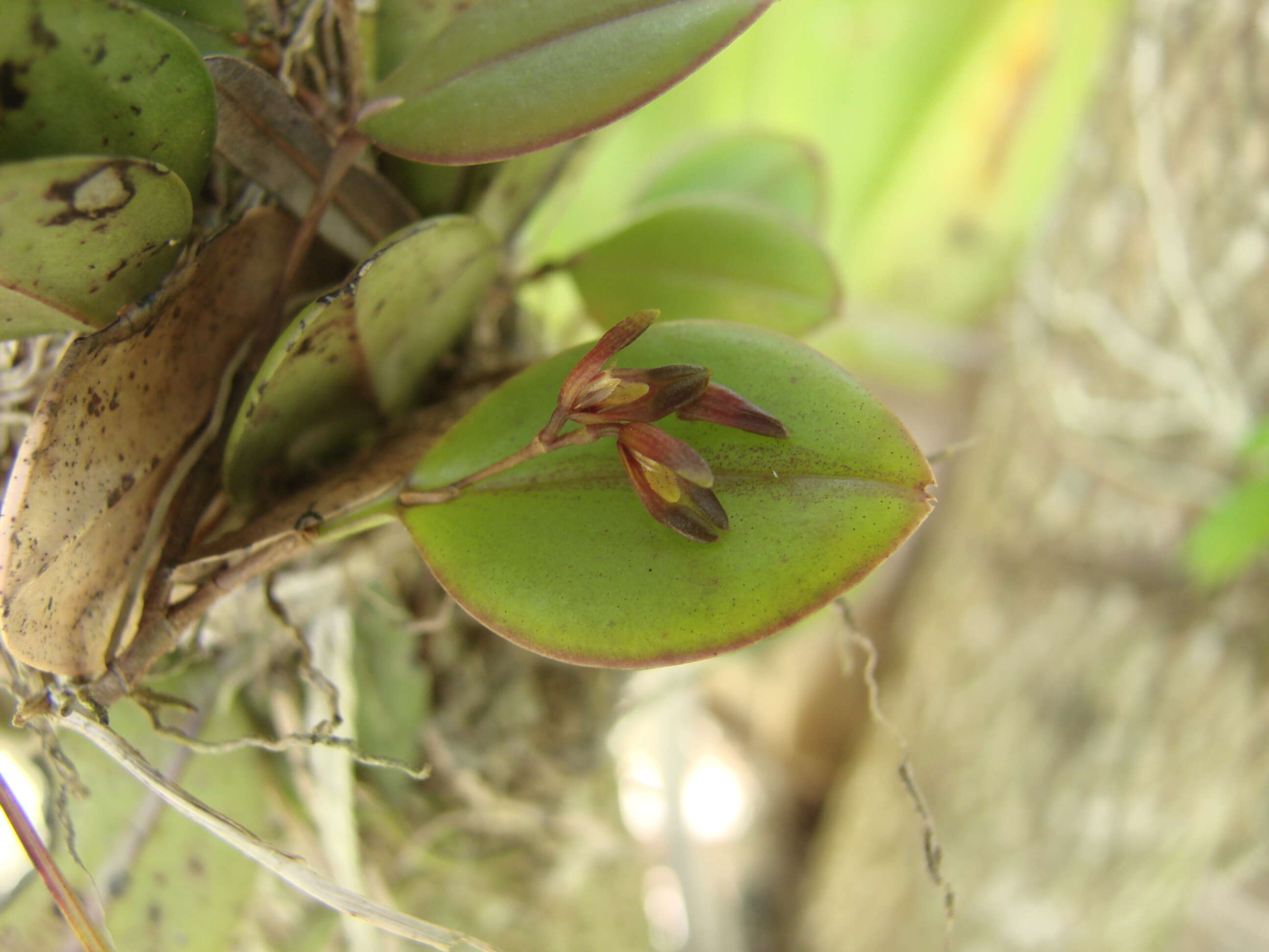 Image of Acianthera agathophylla (Rchb. fil.) Pridgeon & M. W. Chase