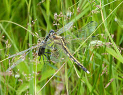 Sivun Orthetrum albistylum (Selys 1848) kuva