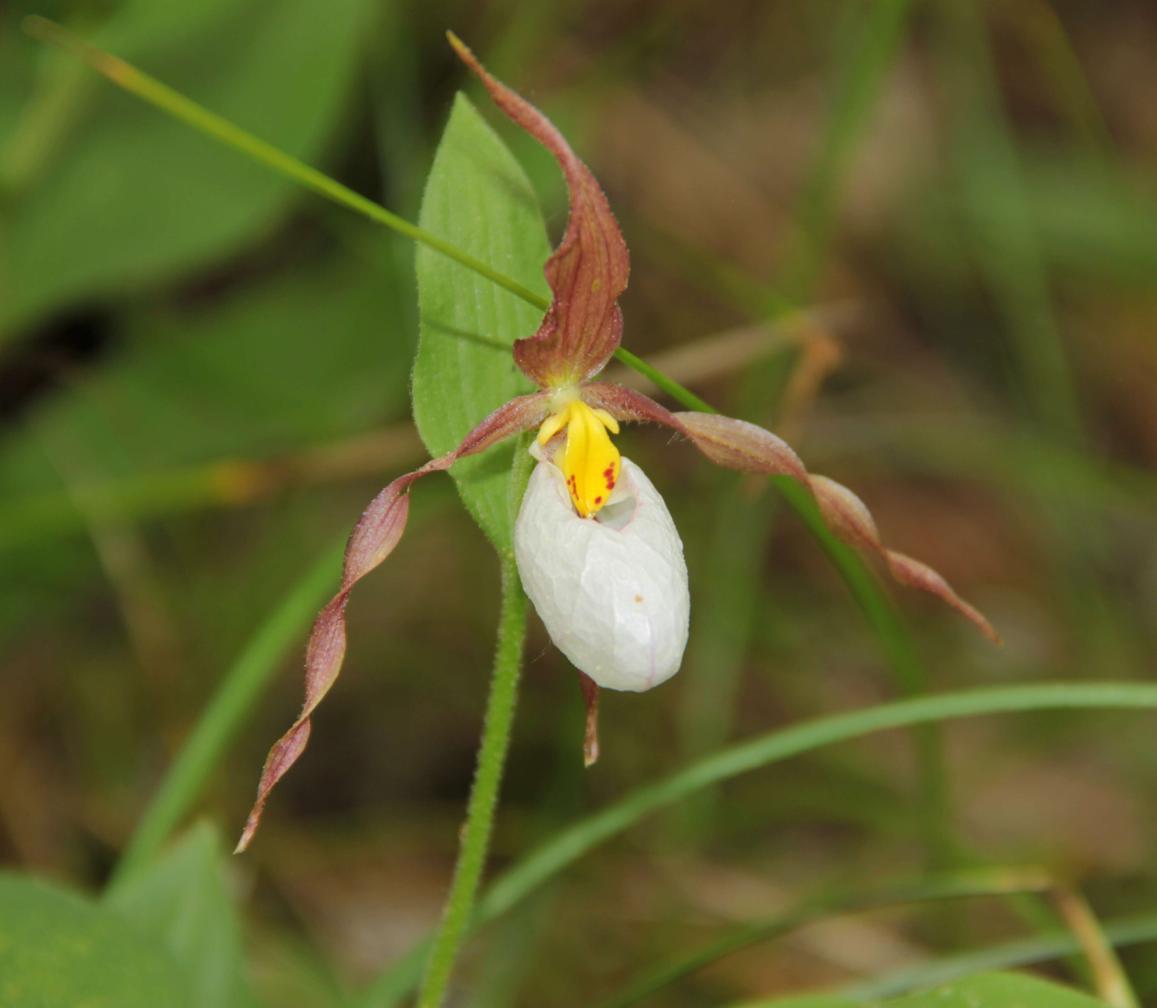 Imagem de Cypripedium montanum Douglas ex Lindl.