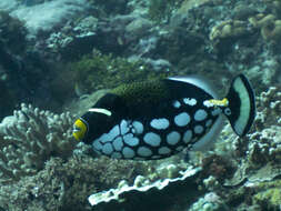 Image of clown triggerfish