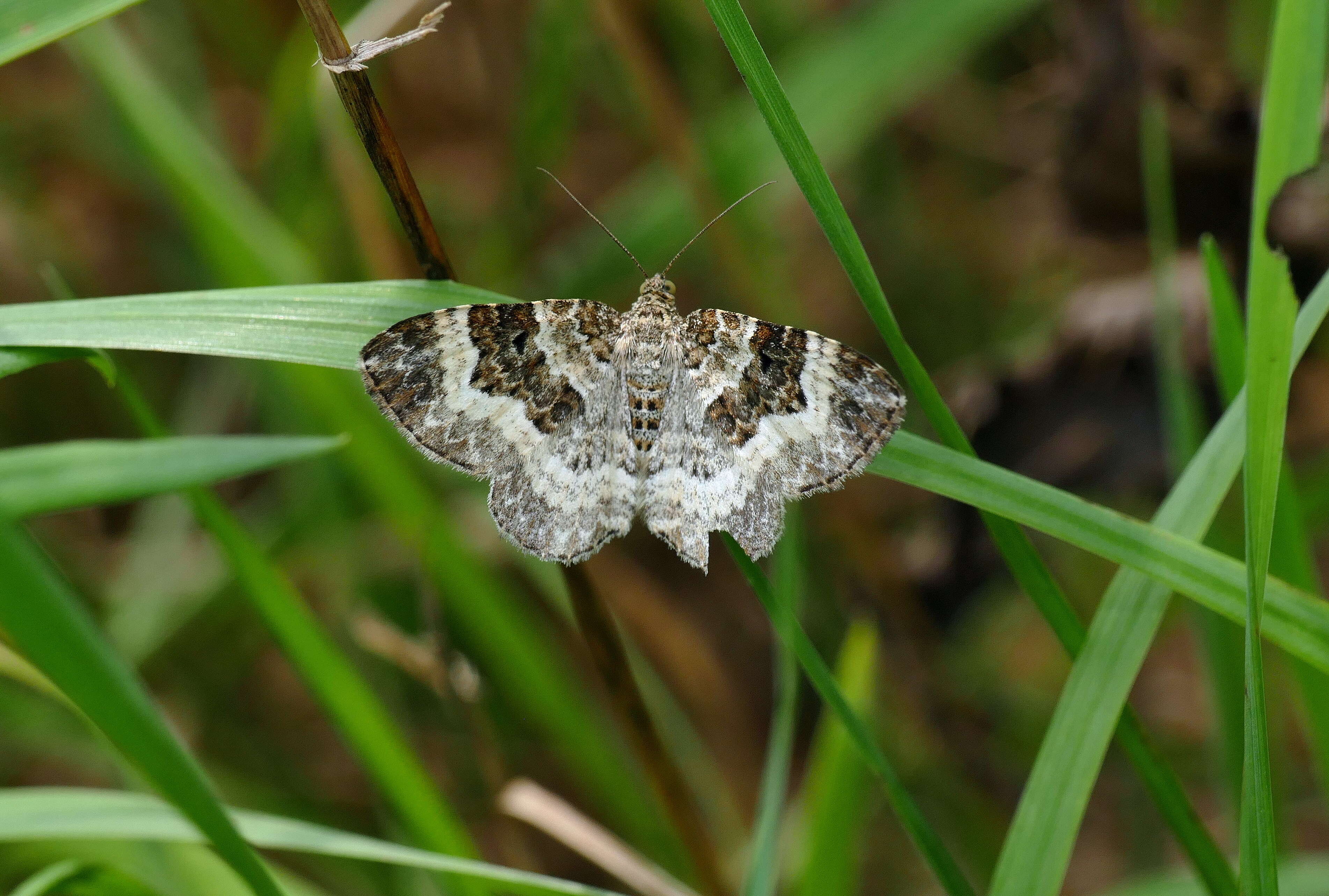 Image of common carpet