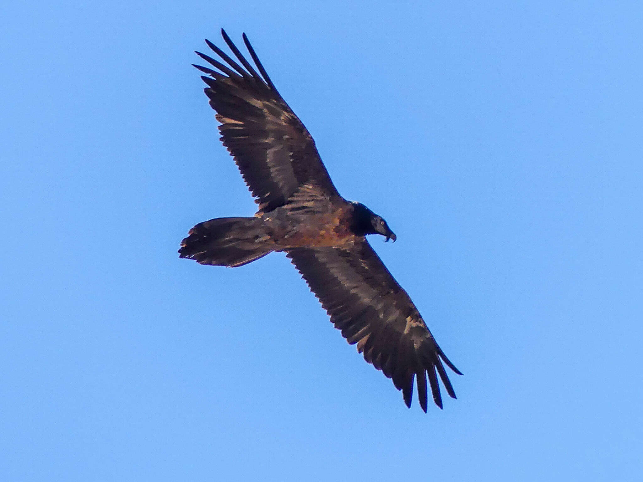 Image of Gypaetus Storr 1784