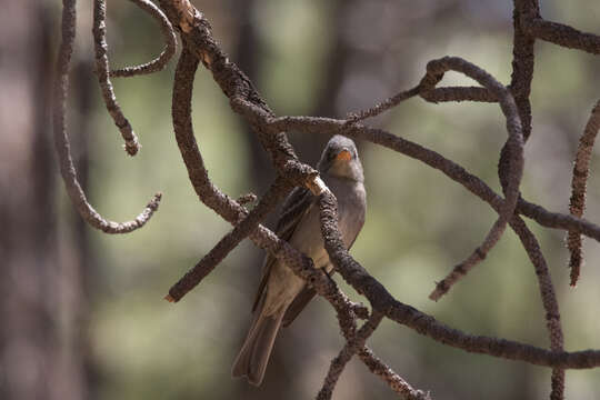 Image of Greater Pewee