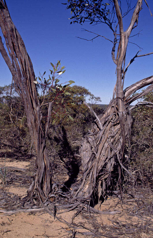 Imagem de Eucalyptus ceratocorys (Blakely) L. A. S. Johnson & K. D. Hill