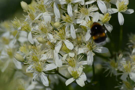 Imagem de Clematis recta L.