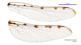 Image of Archipetalia auriculata Tillyard 1917