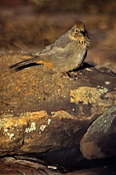 Image of Canyon Towhee