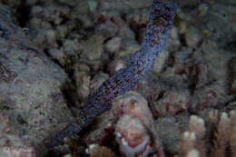 Image of Ghost pipefish