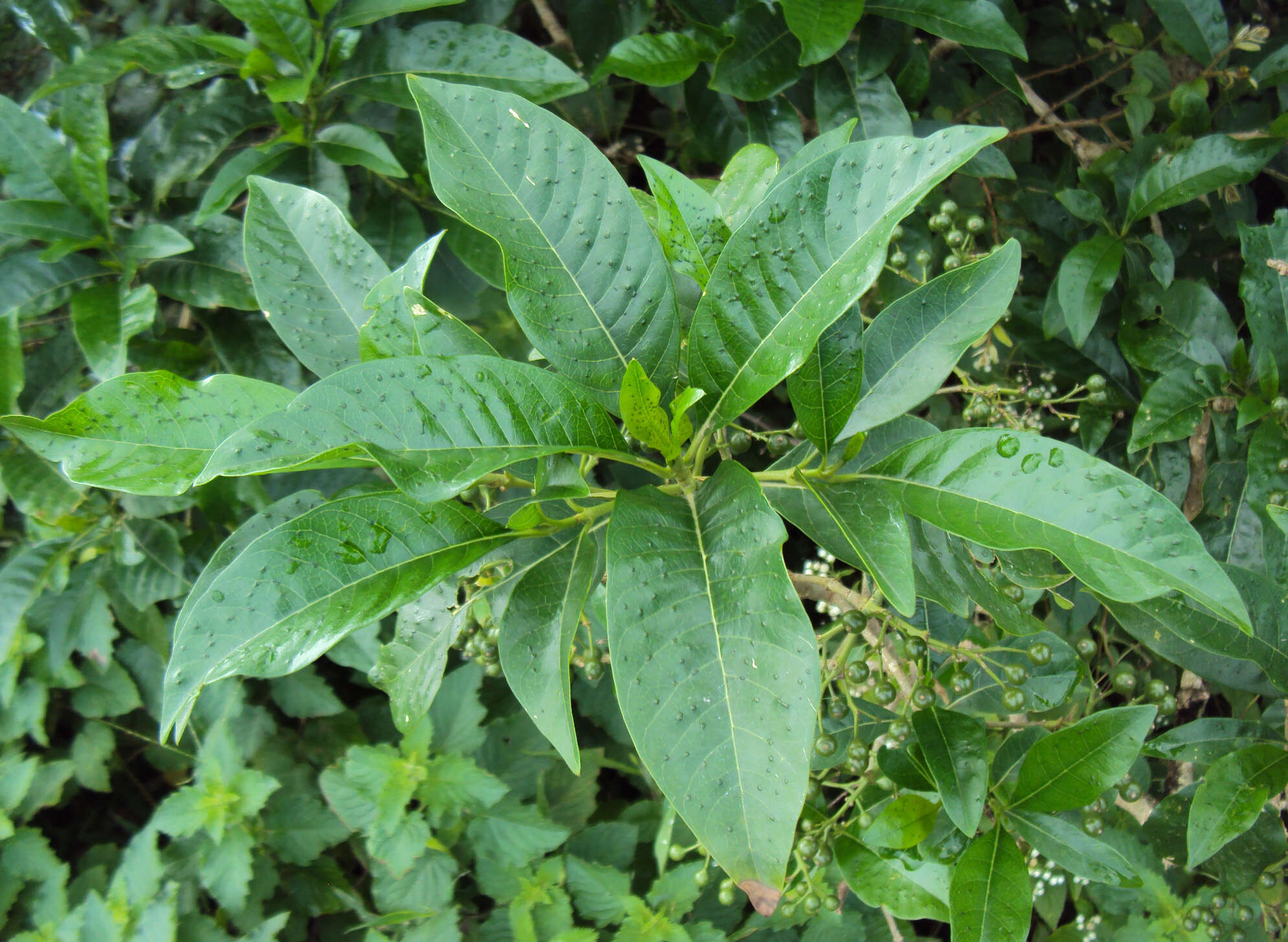 صورة Pavetta indica L.