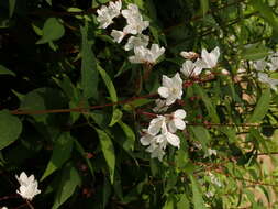 Image of slender pride of Rochester